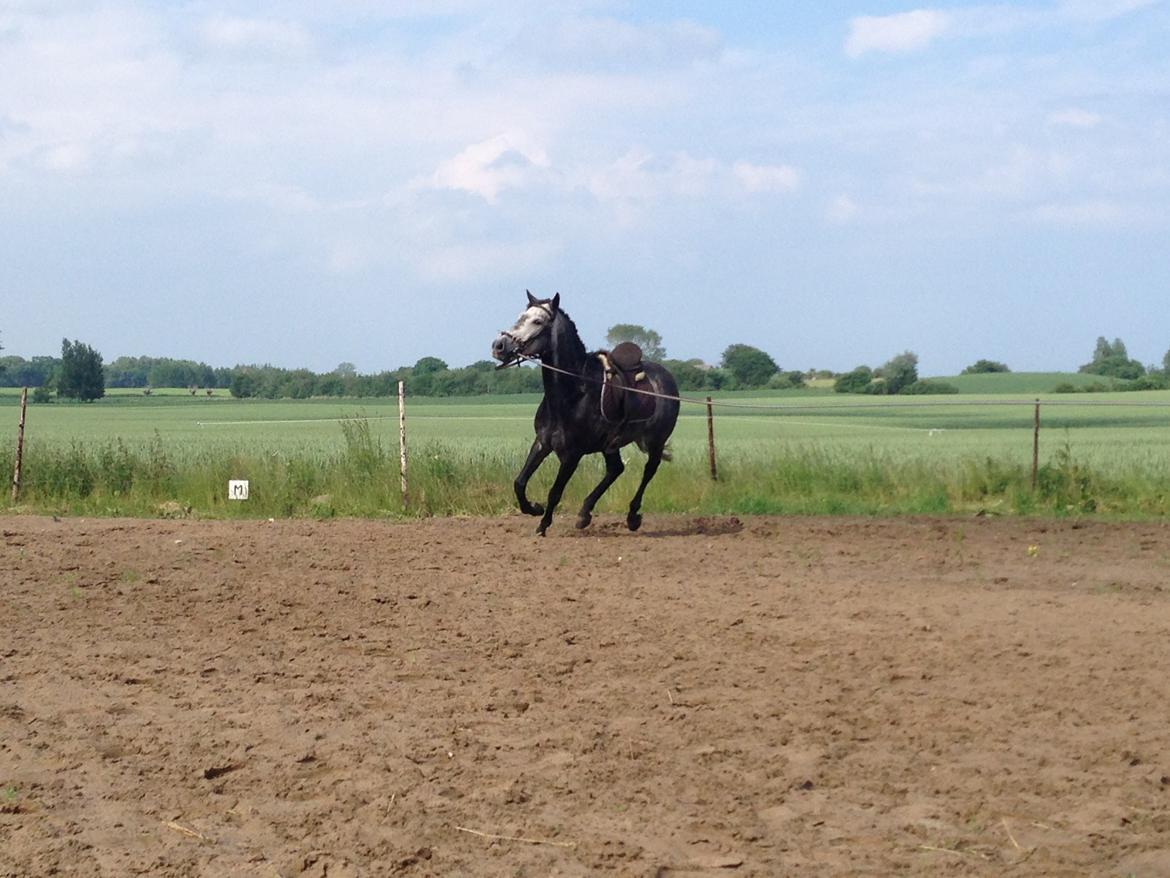 Trakehner Edelstern(my future) billede 16