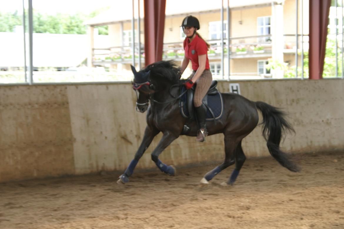 DSP Solvanggårds Diadem billede 5