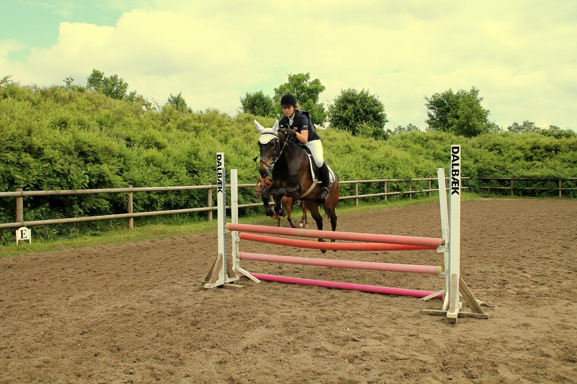 New Forest Elmholts Furore  - Stjerne pony! <3 Opvarmning til springstævne! Foto:Mira billede 4