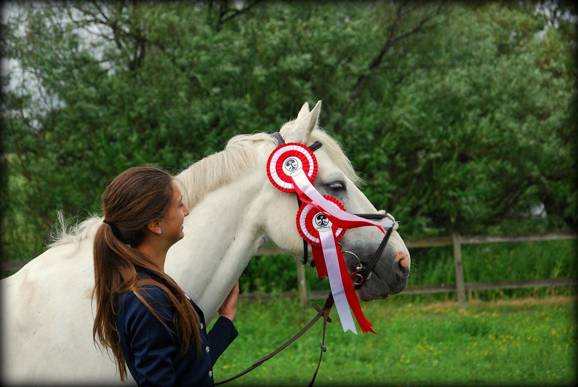 Irsk Sportspony Rahscanlon Lad  - White beauty - - Min smukke hvide skønhed <3 billede 7