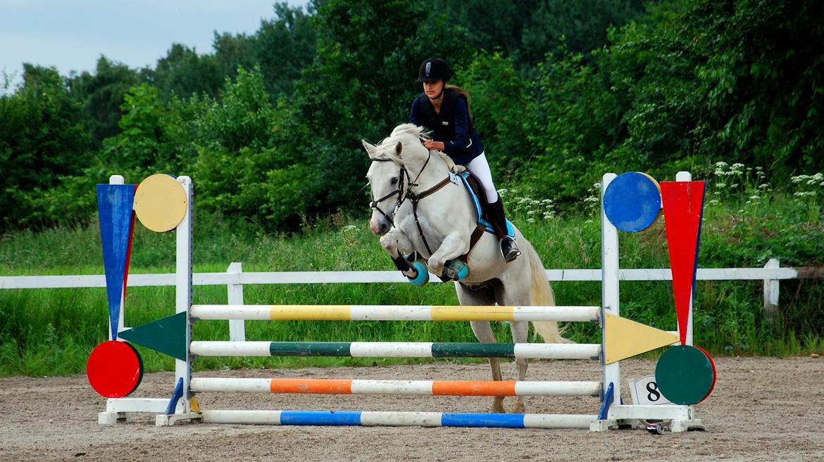 Irsk Sportspony Rahscanlon Lad  - White beauty - - På Gribskov! Samarbejde <3 billede 4