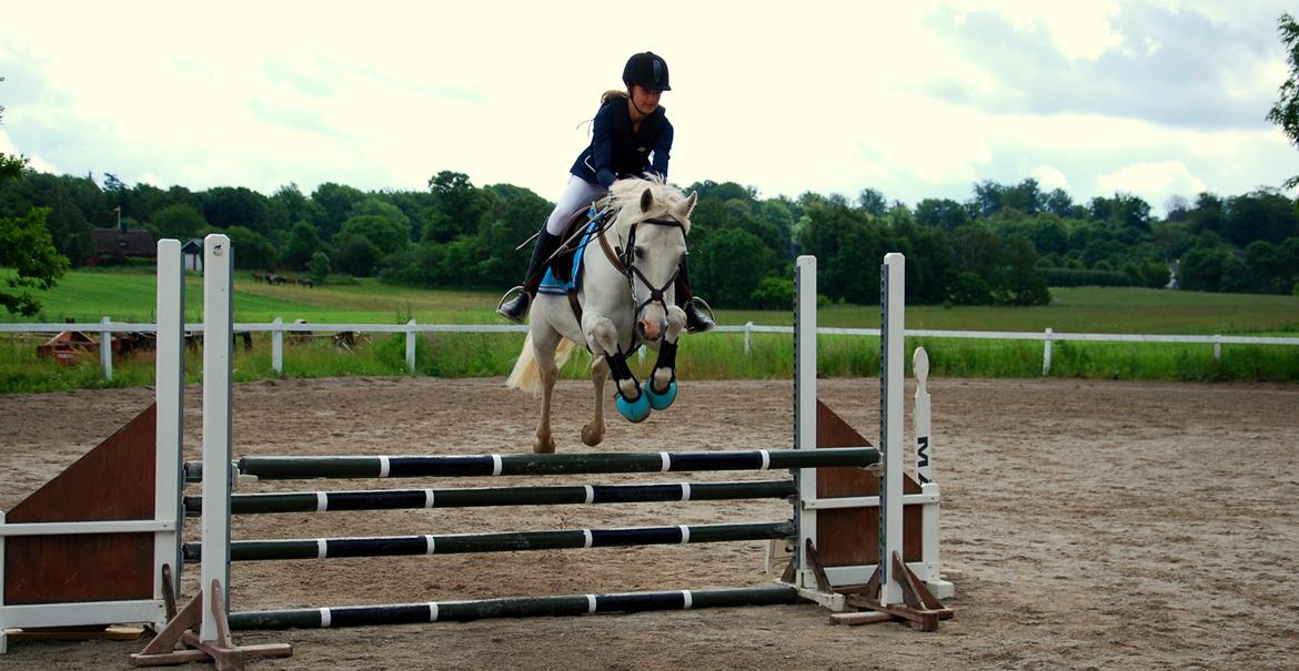 Irsk Sportspony Rahscanlon Lad  - White beauty - billede 12