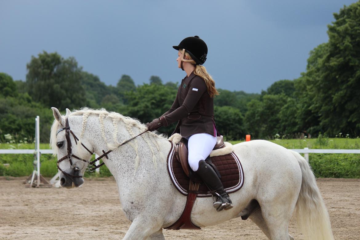 Connemara Kalle  - Sorte skyer o.o billede 3