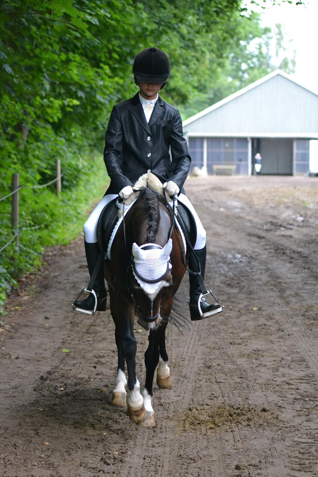 Anden særlig race Ponygårdens Mikkel Danmarksmester x 2 SOLGT - I can still hear you, and i will always listen to you.
My lovely pony, i will miss you so much! billede 9