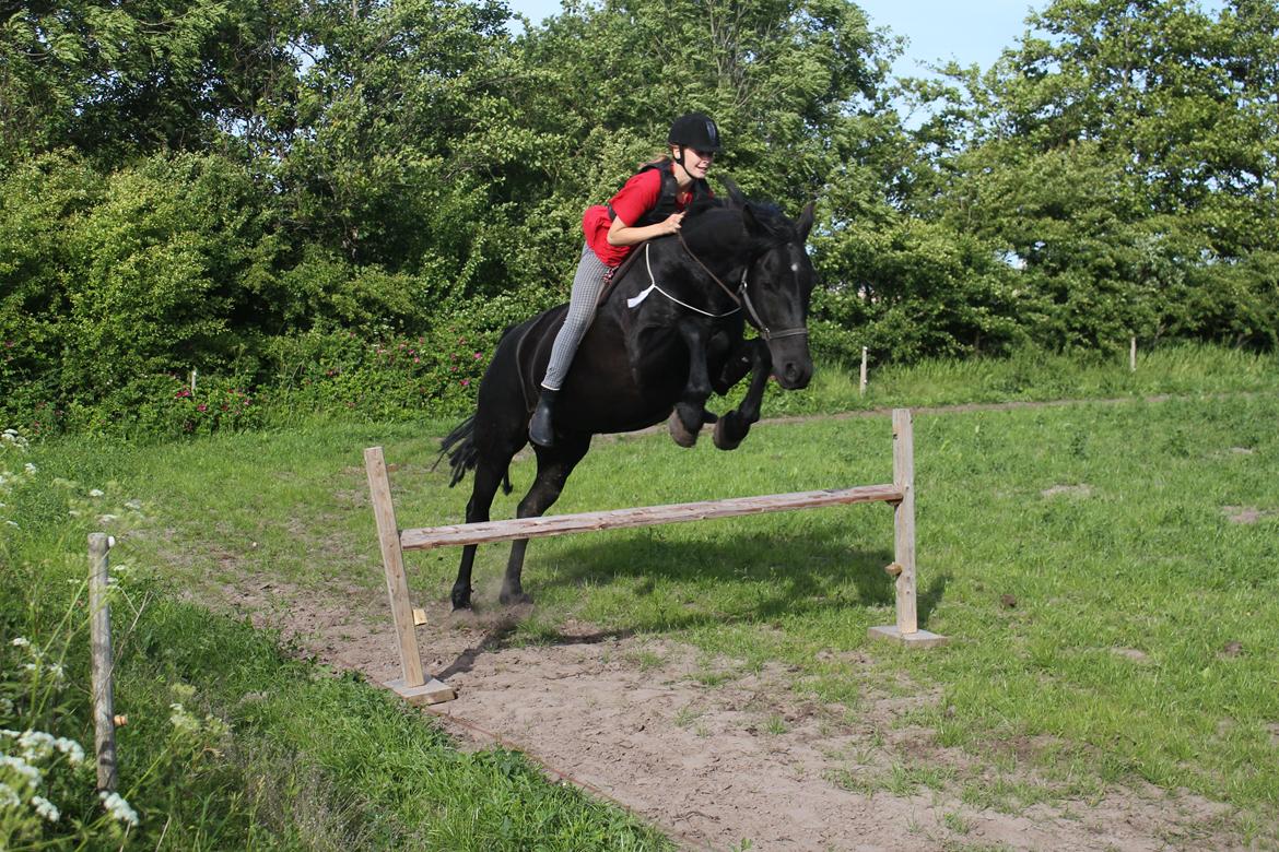 Anden særlig race MartiniQue, ^^min savnede hest - my little jumper :-) billede 7