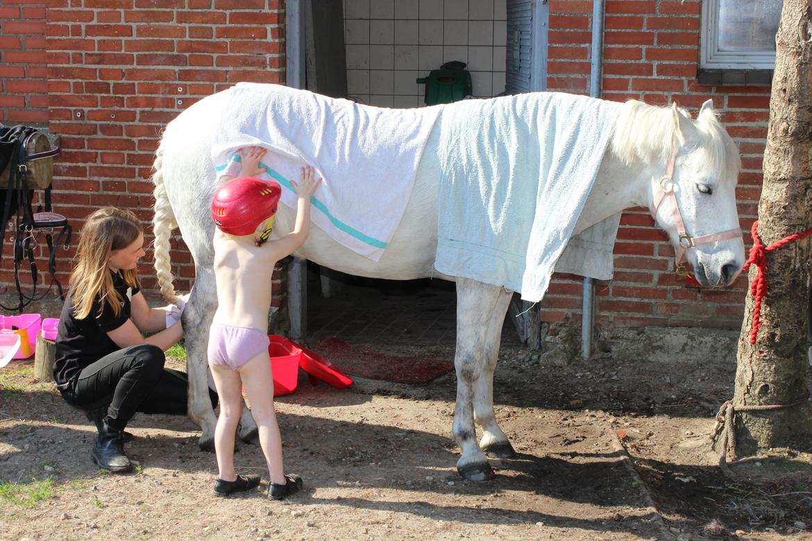 Welsh Pony (sec B) Lærkenfeldts Aramis - Han skal vaskes og gøres fin. billede 8