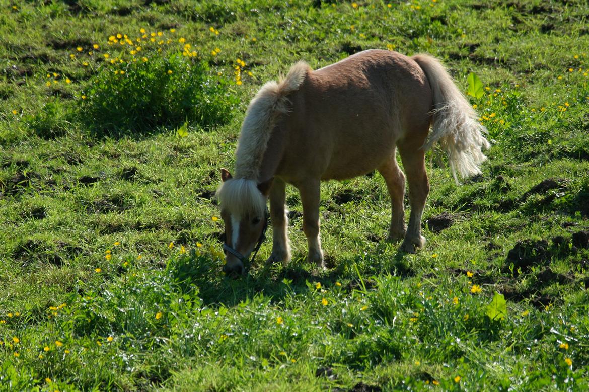 Anden særlig race Alberte *Bette skid* - Bette skids elskede græs!;-D billede 3