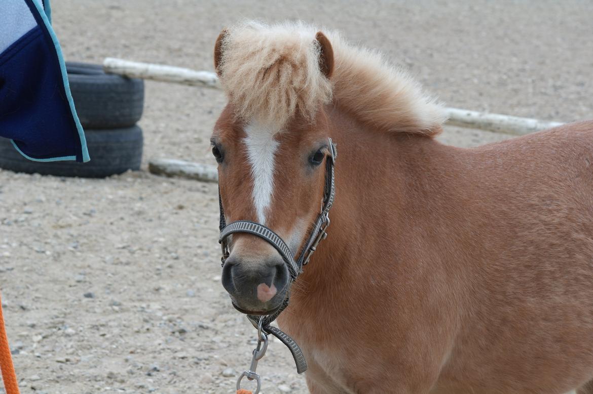 Anden særlig race Alberte *Bette skid* - Velkommen til Albertes profil;-) billede 1