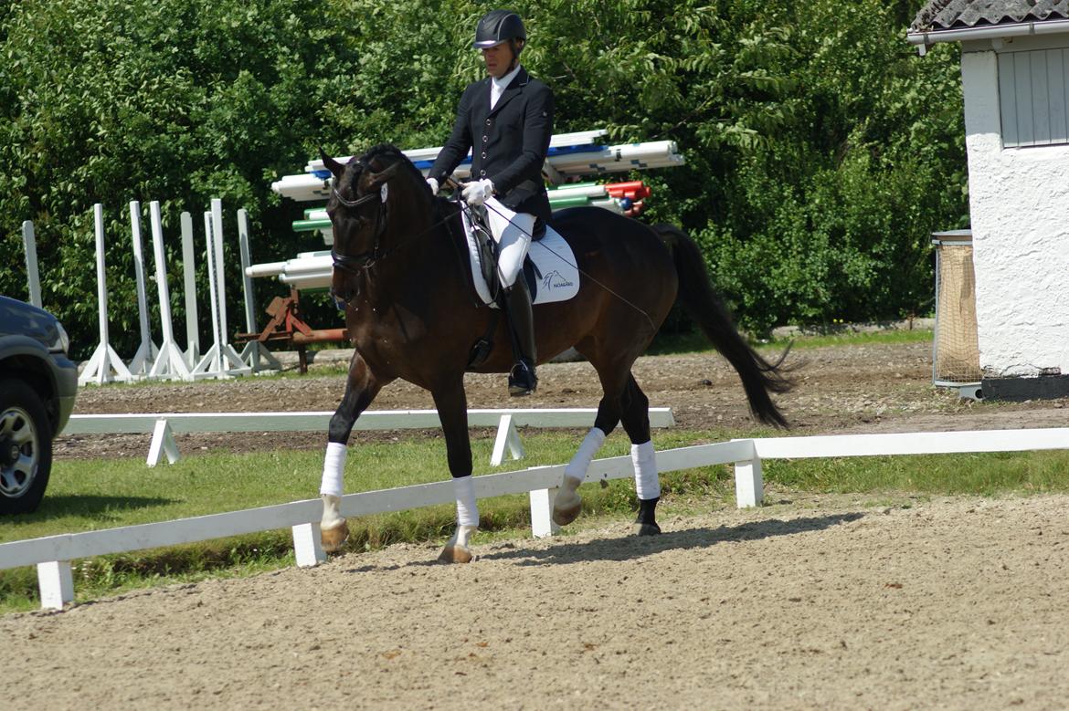 Dansk Varmblod A Romanze(Roma) billede 16