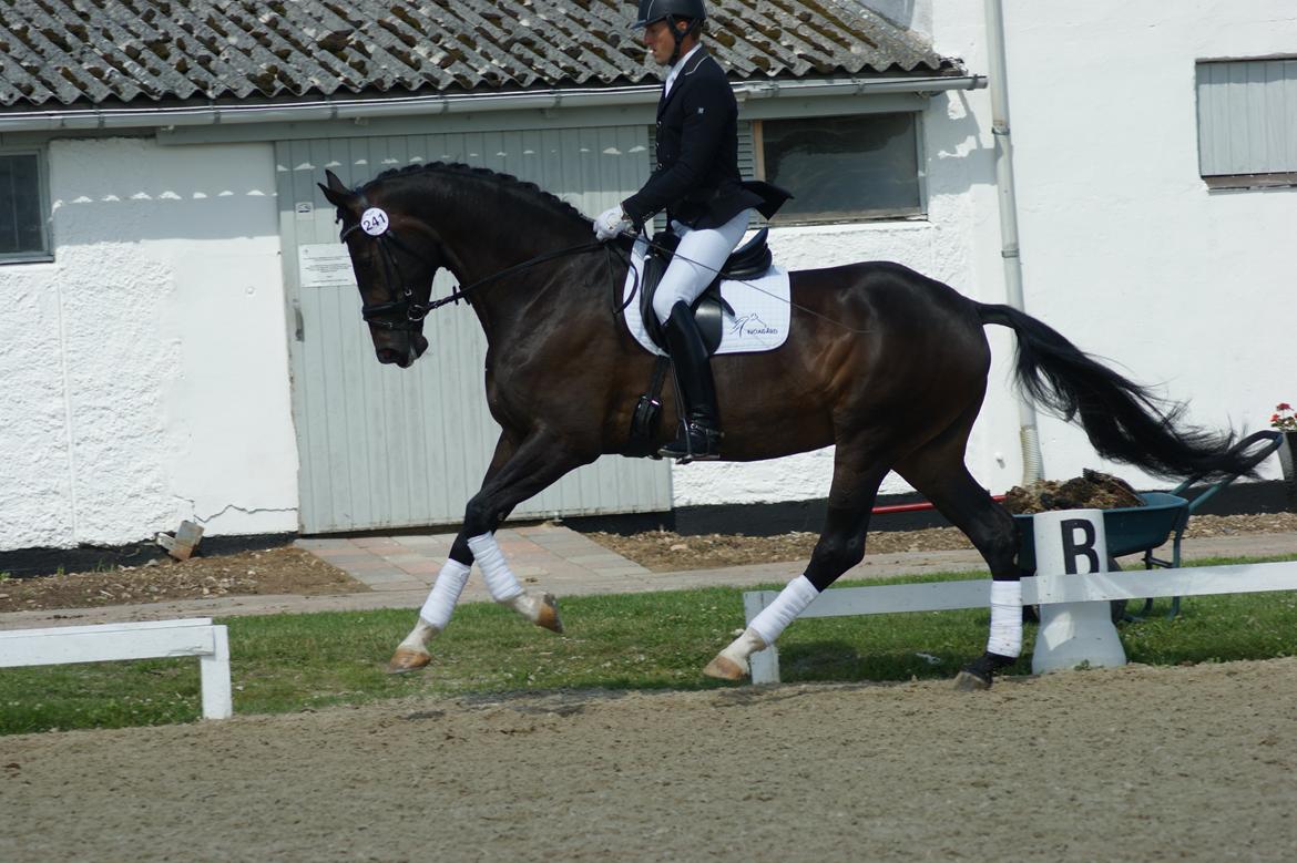 Dansk Varmblod A Romanze(Roma) billede 3