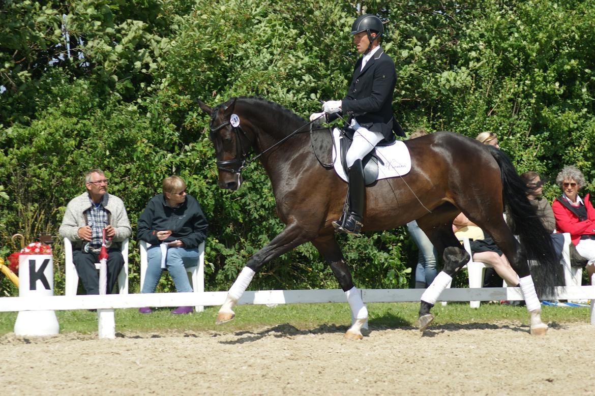 Dansk Varmblod A Romanze(Roma) billede 17