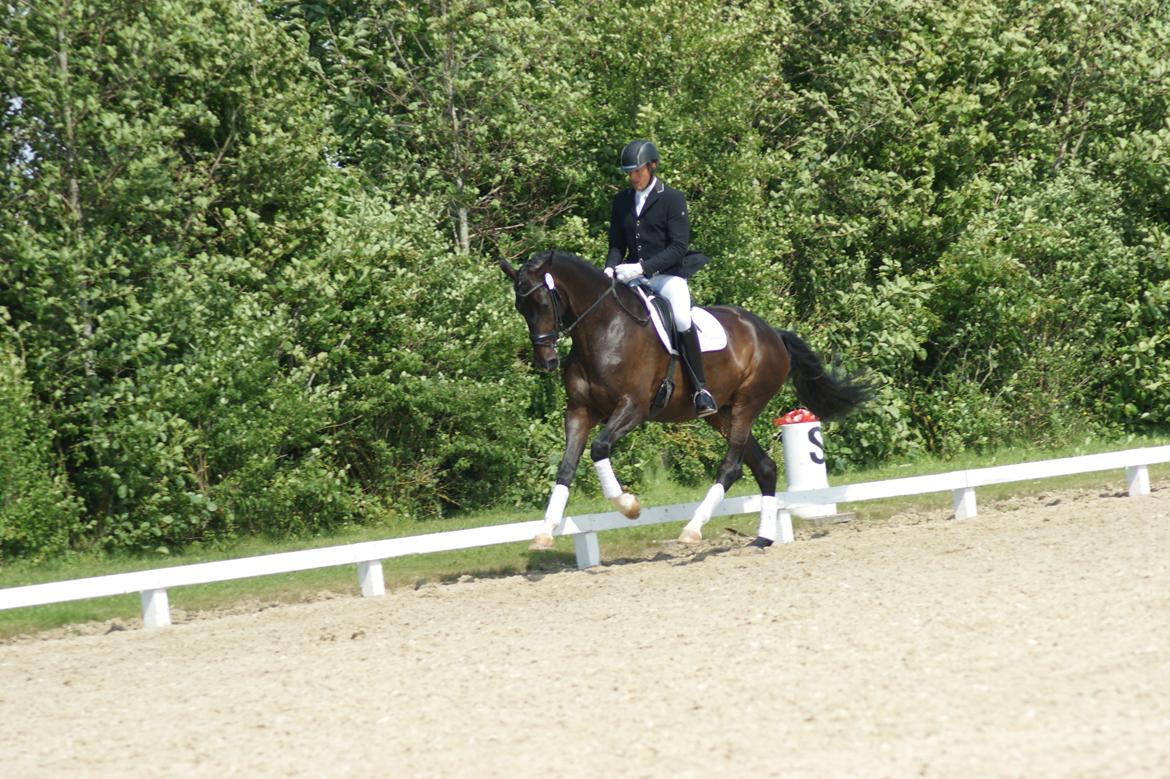 Dansk Varmblod A Romanze(Roma) billede 18