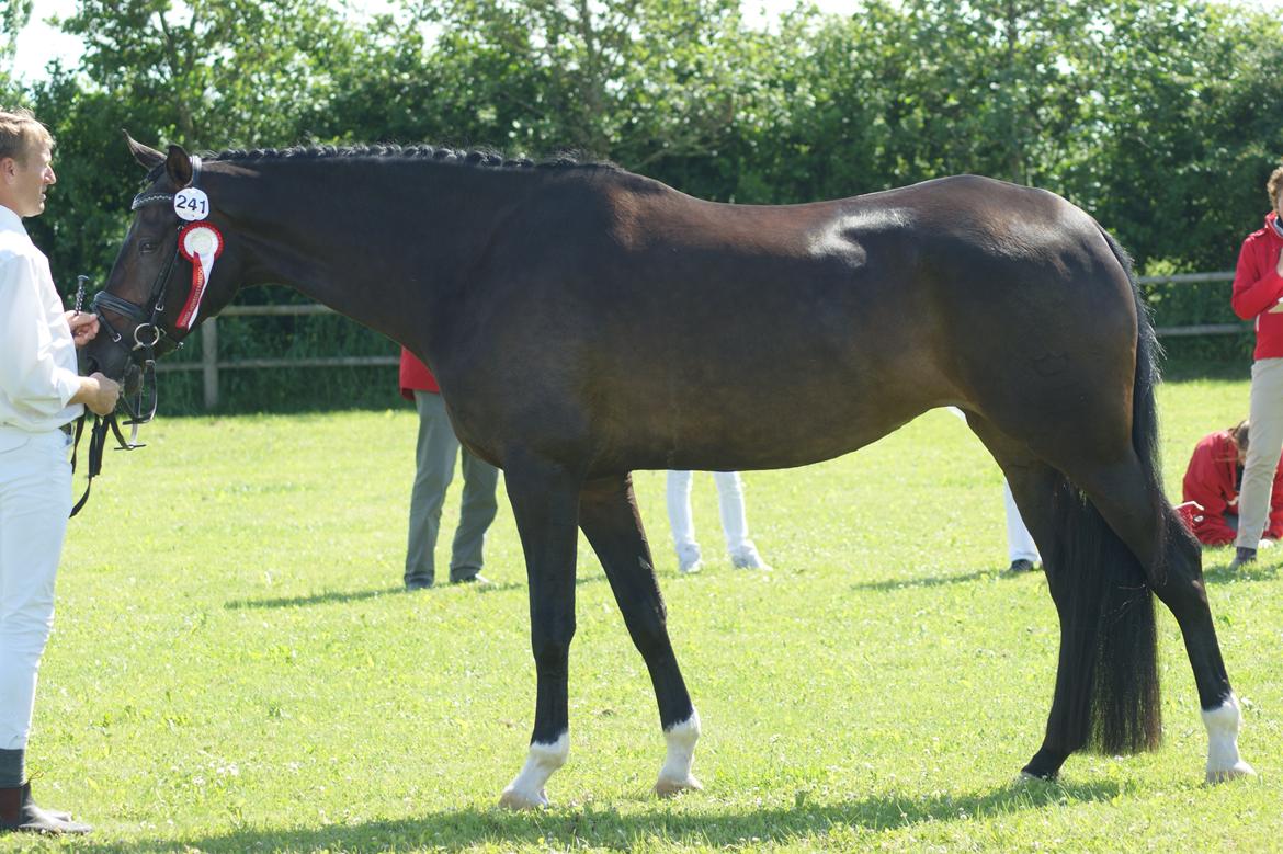 Dansk Varmblod A Romanze(Roma) billede 19