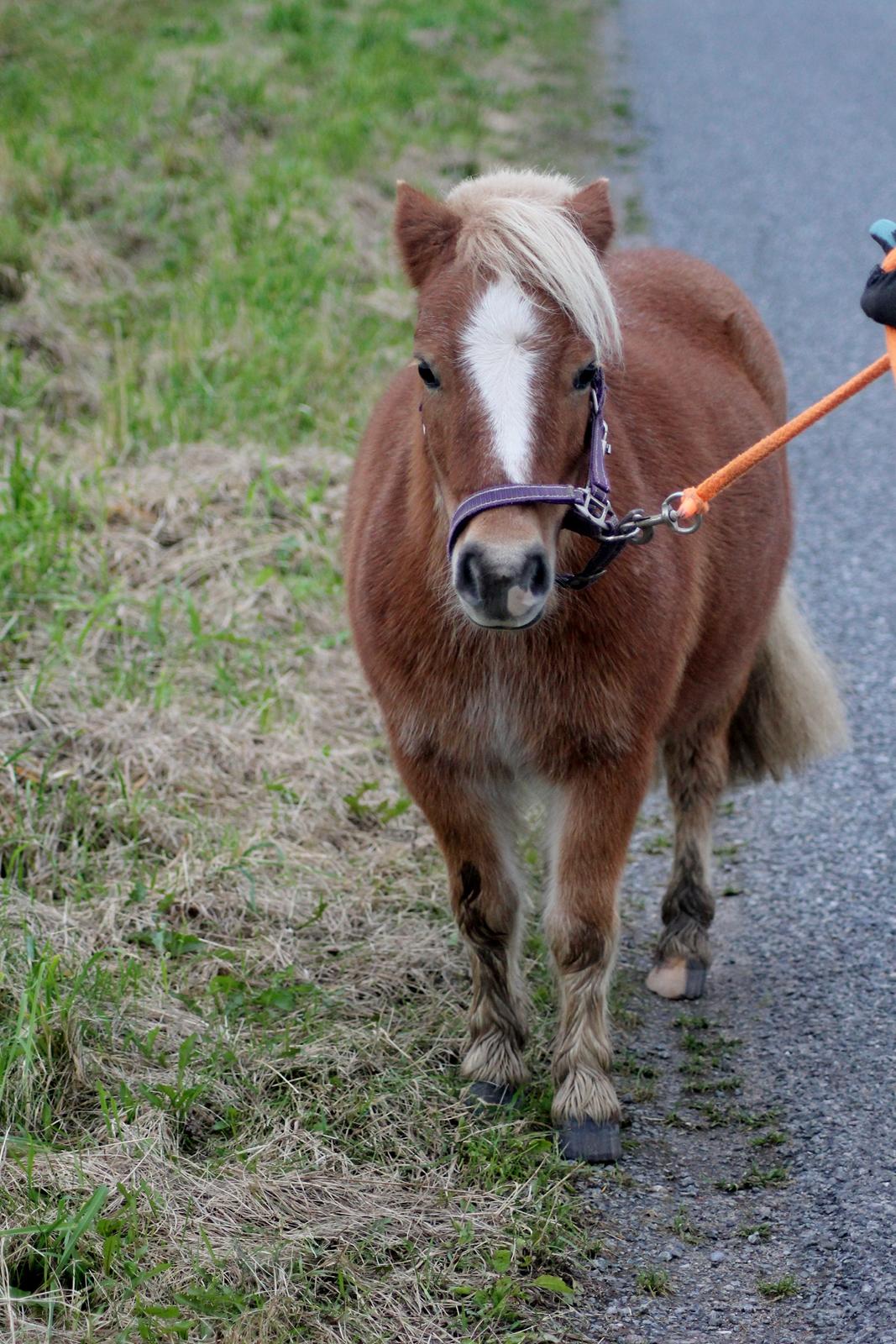 Anden særlig race Alberte *Bette skid* - Fine Alberte:-D billede 4