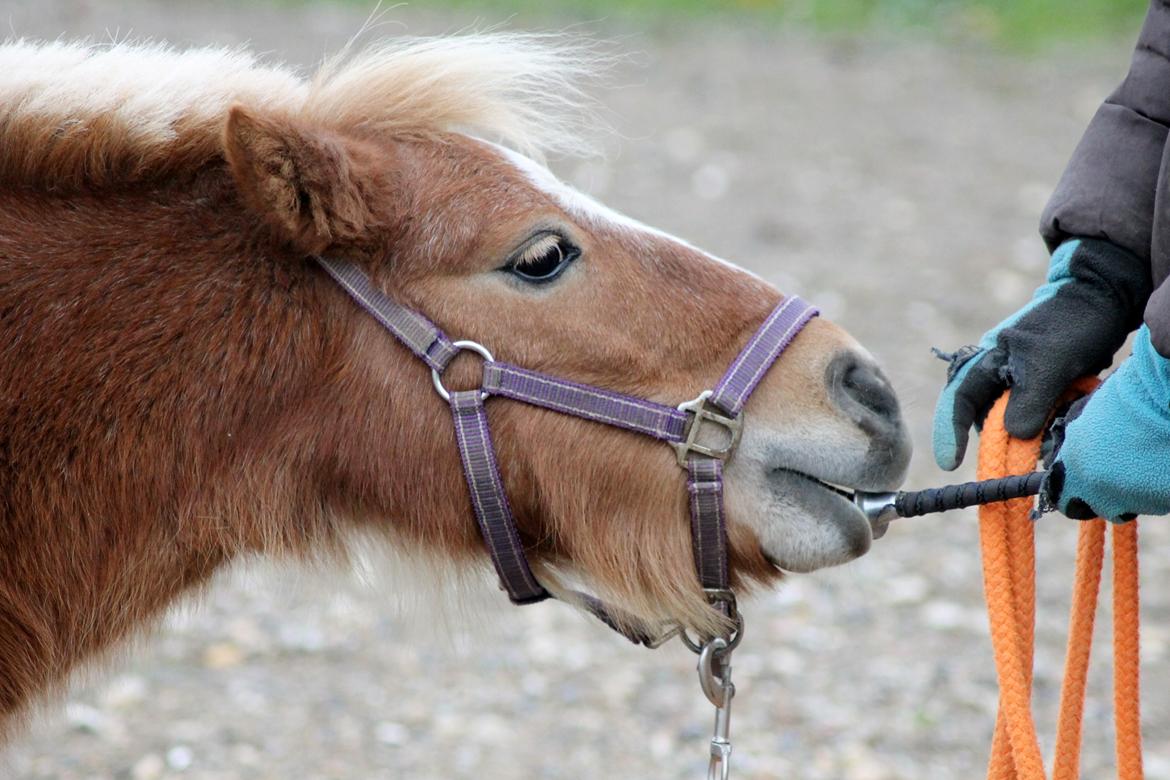Anden særlig race Alberte *Bette skid* - Alberte mener alt kan spises!;-) billede 8