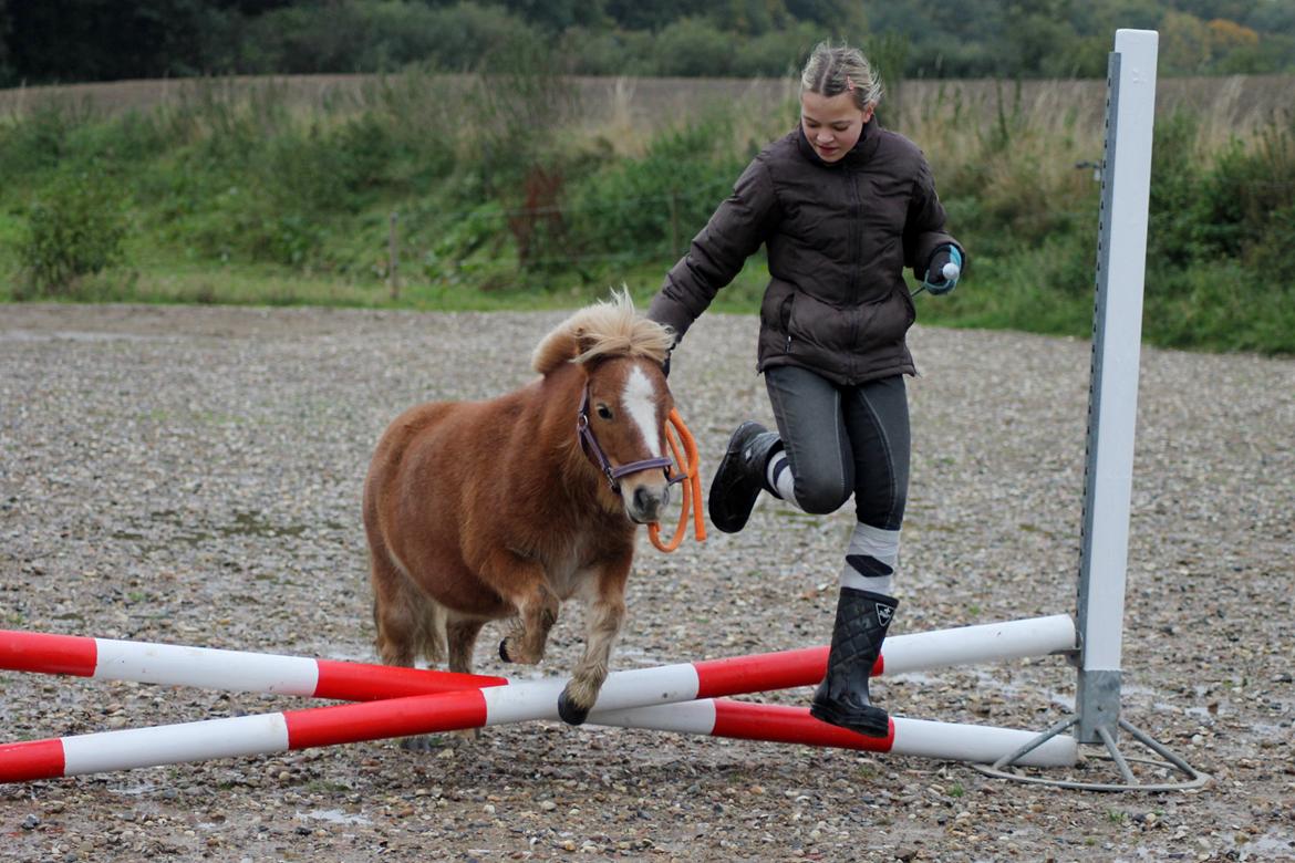 Anden særlig race Alberte *Bette skid* - Hop! billede 5