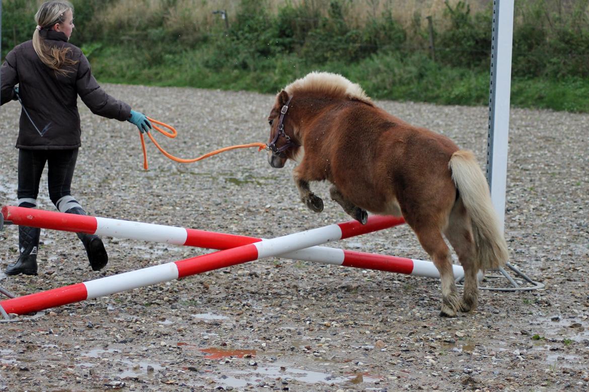 Anden særlig race Alberte *Bette skid* billede 9