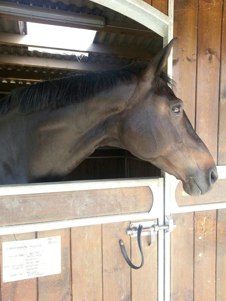 Dansk Varmblod Vestergaards Kamira billede 1