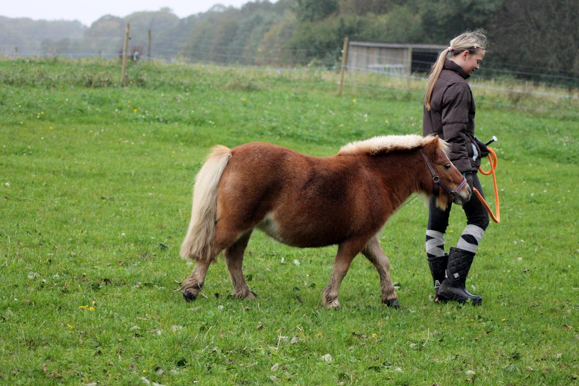 Anden særlig race Alberte *Bette skid* billede 13