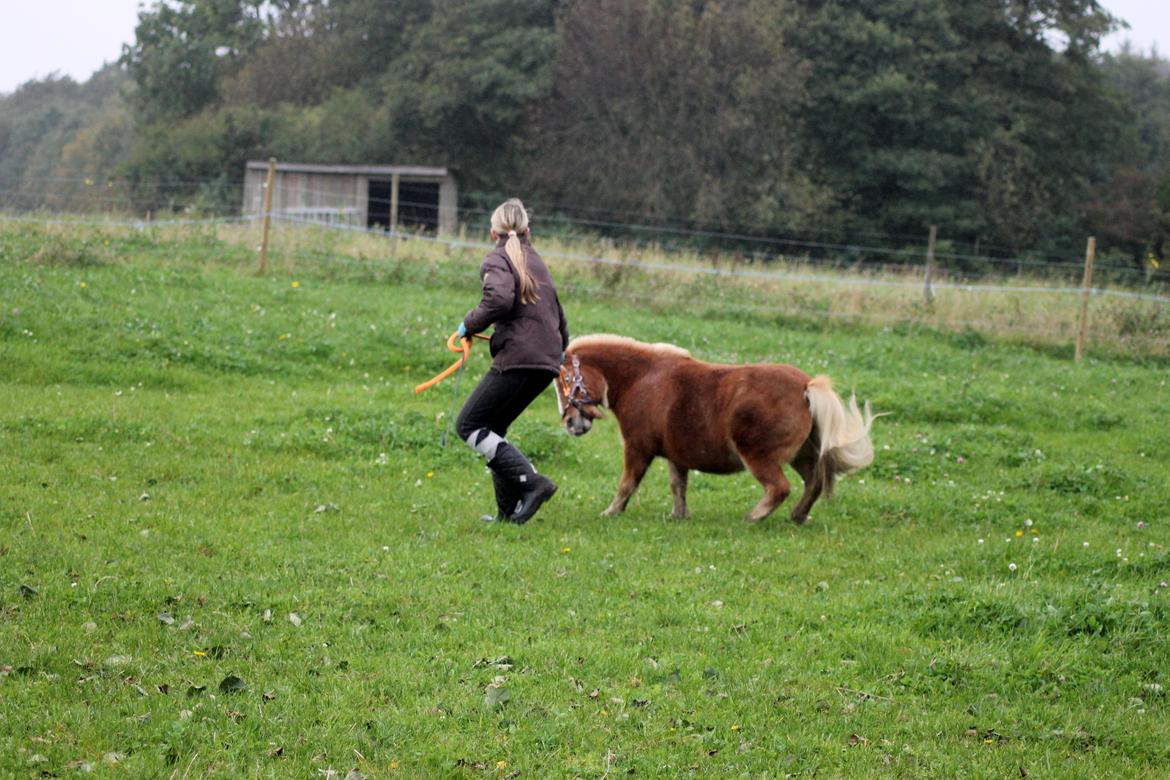 Anden særlig race Alberte *Bette skid* - På vej op i et buk!!XD billede 12