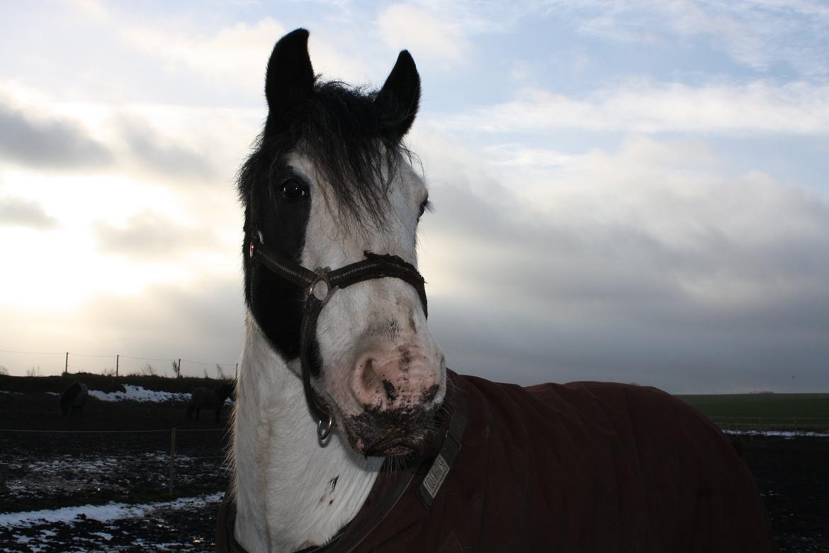 Irish Cob Lucky Luke - Vinteren 2012-2013
med mudermule:) billede 2