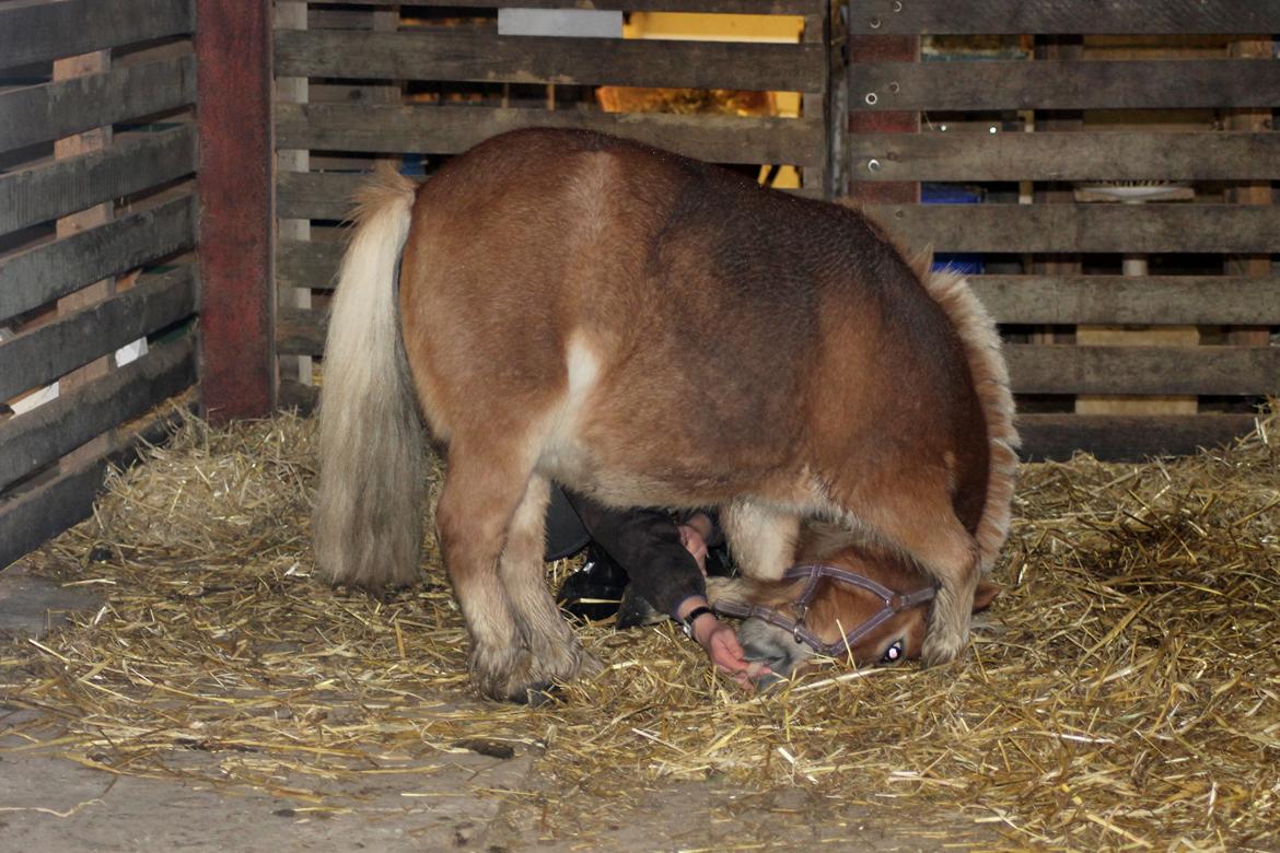 Anden særlig race Alberte *Bette skid* - Lille forsøg på at neje;-) billede 11