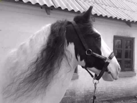 Irish Cob Lucky Luke billede 1