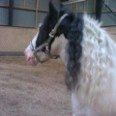 Irish Cob Lucky Luke billede 5