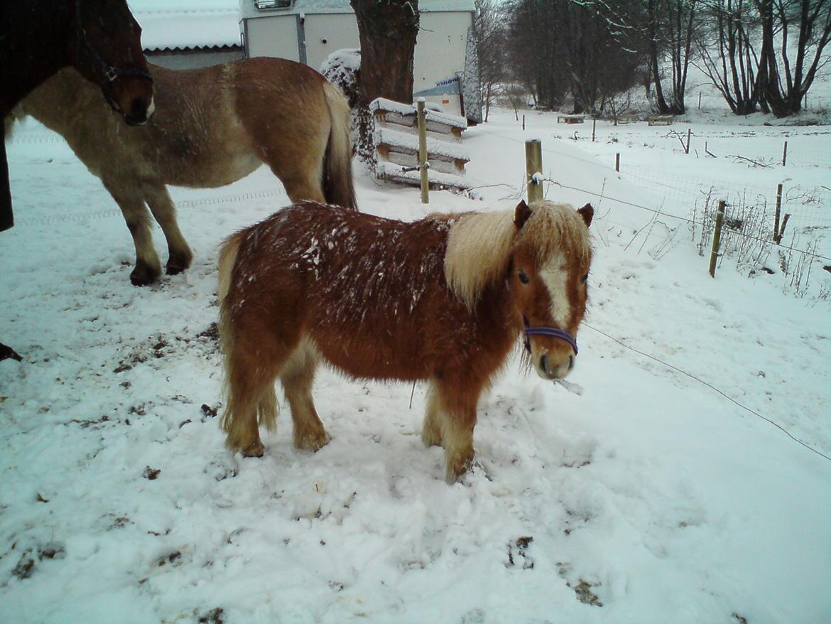 Anden særlig race Alberte *Bette skid* - Med sin kæmpe store bamse pels!;-D billede 10