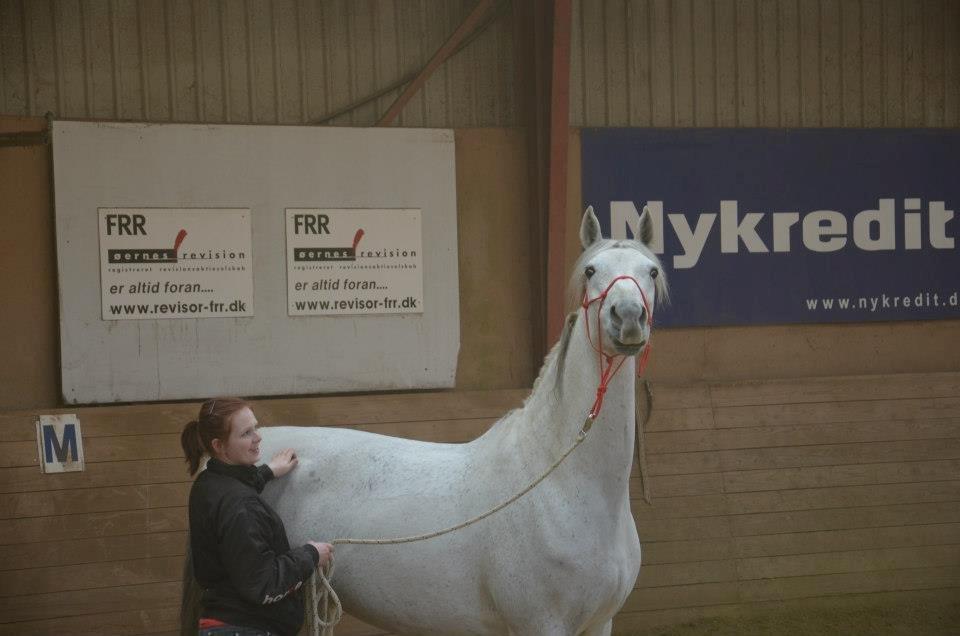 Holstener Melody XII billede 2