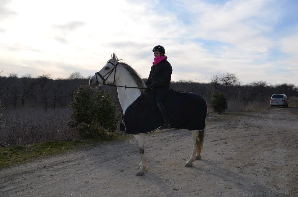 Holstener Melody XII billede 5