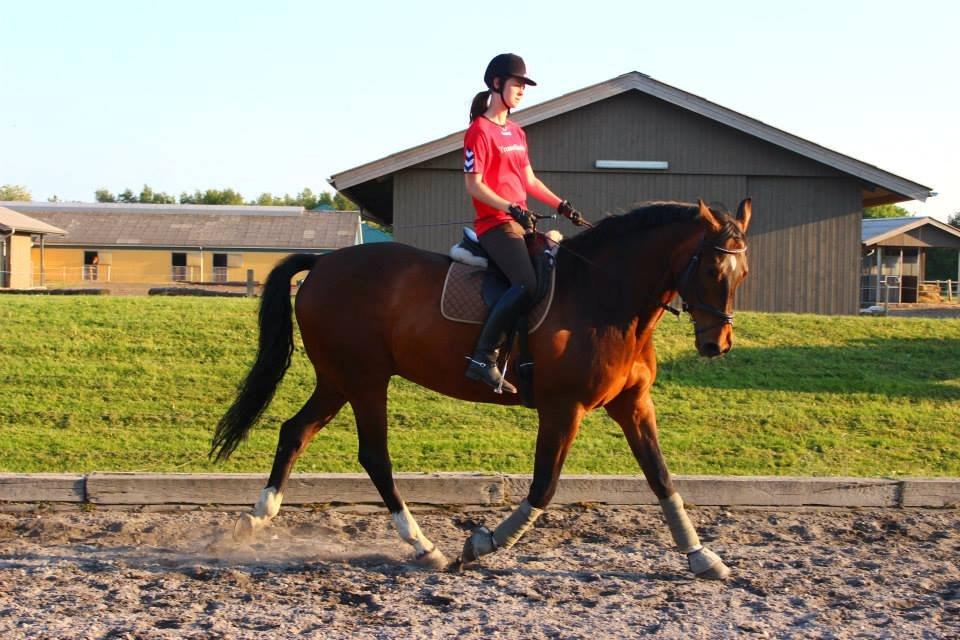 Holstener Monokrat Essenbæk - Monty - Dejlige hest :) billede 19