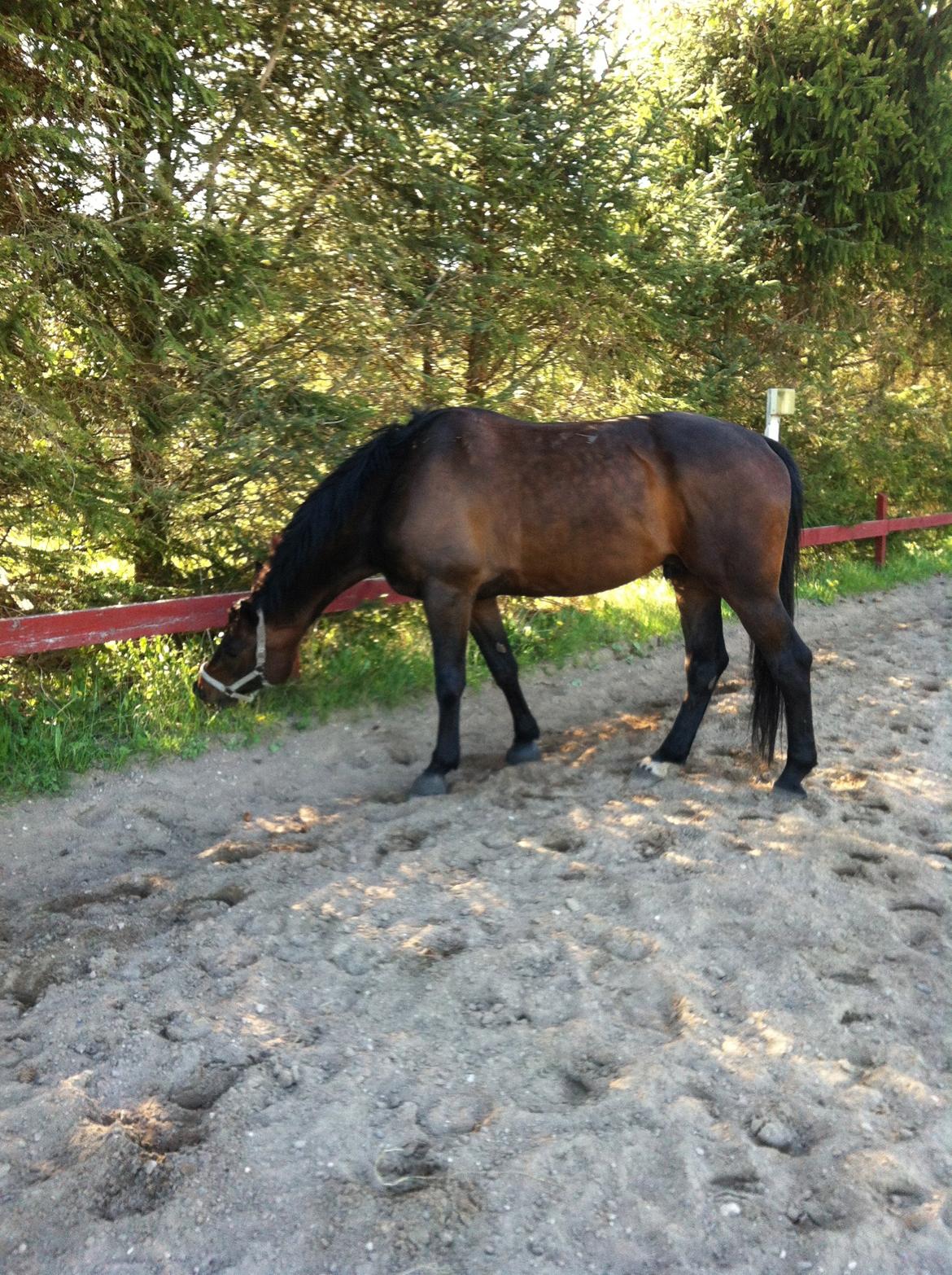 Holstener Columbus B - Græsset er altid grønnere på den anden side.. Tossede basse :D billede 10