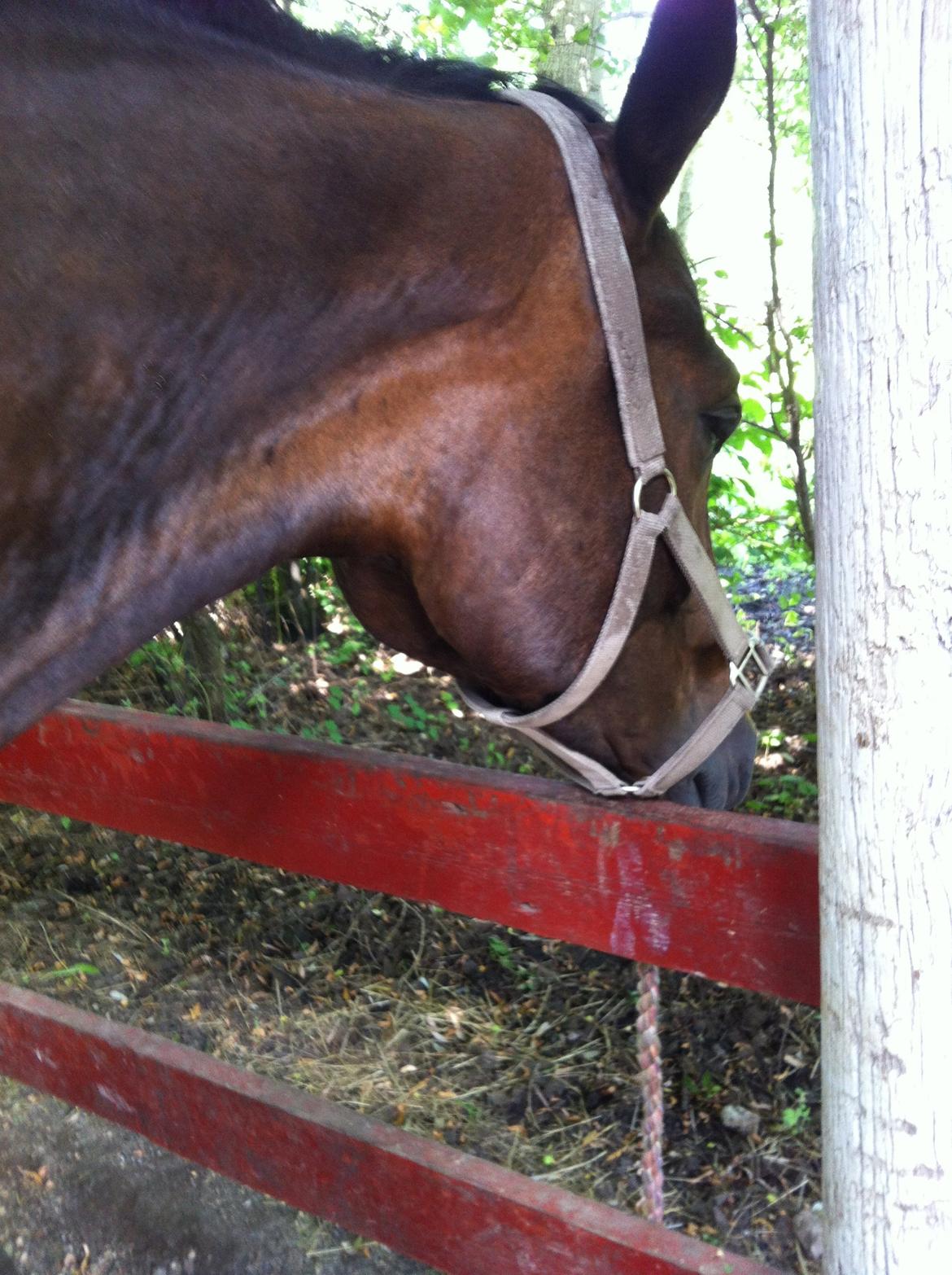Holstener Columbus B - Nu vil jeg sove.. Godnat! billede 17