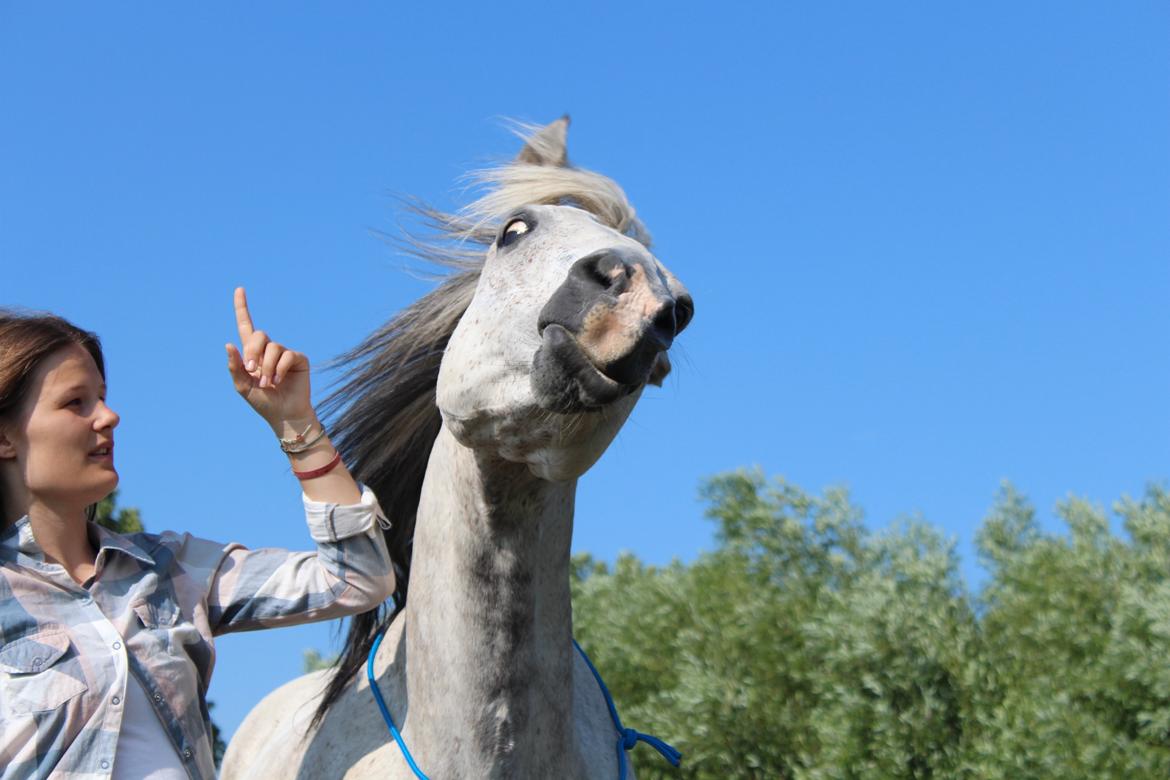 Anden særlig race Pasqual -My Unicorn- billede 39