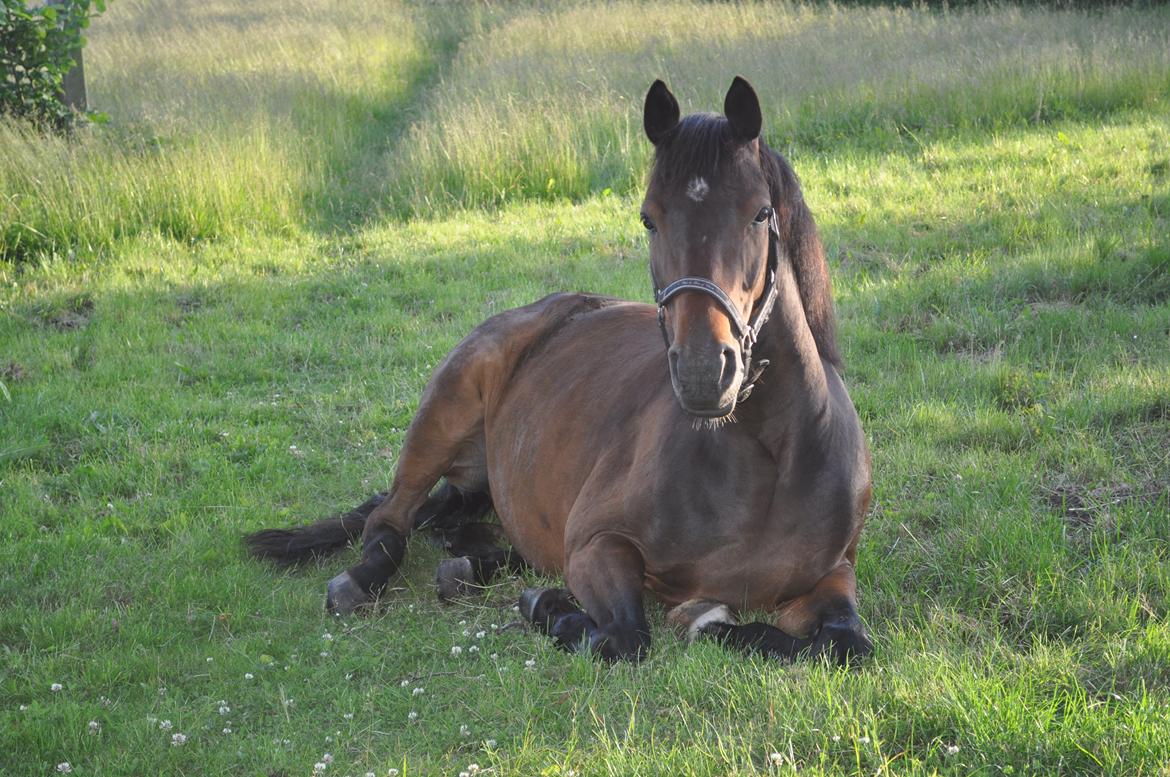 Trakehner Ikarus E billede 12