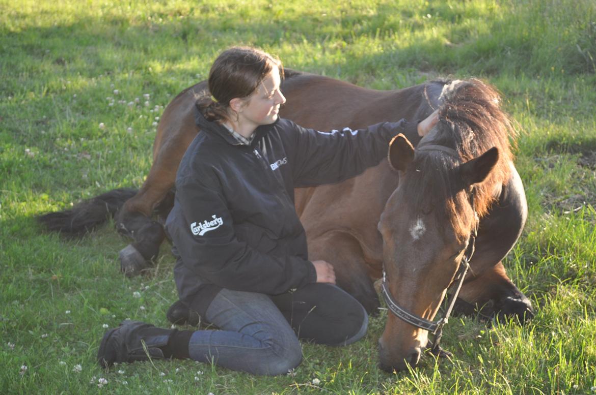 Trakehner Ikarus E billede 13