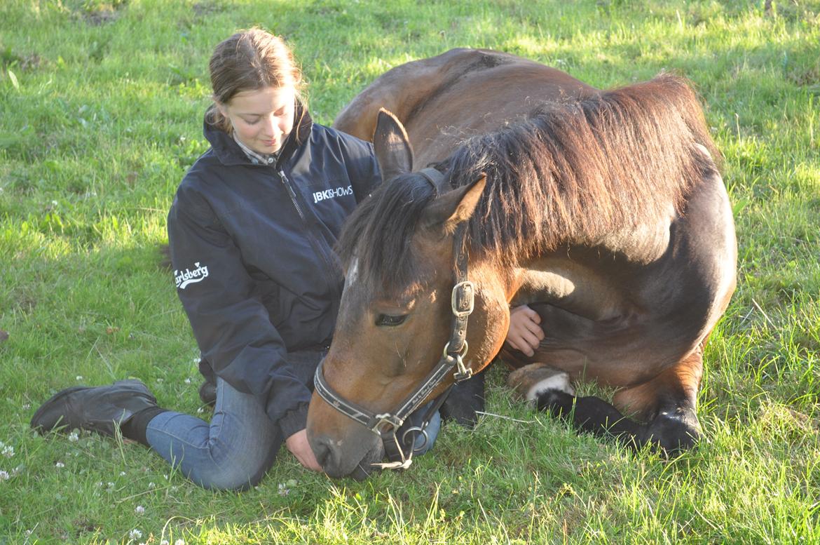 Trakehner Ikarus E billede 14