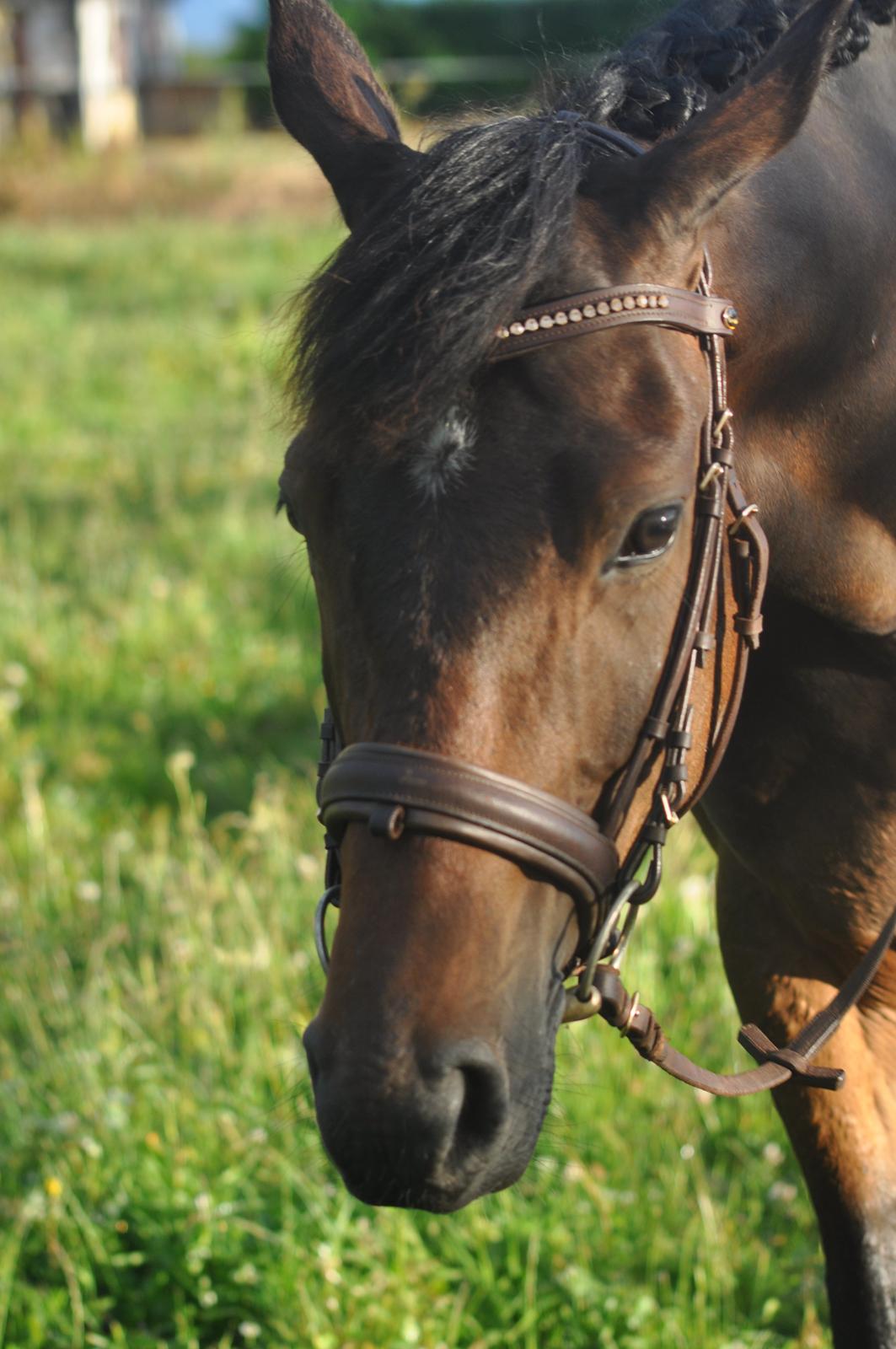 Trakehner Ikarus E billede 15