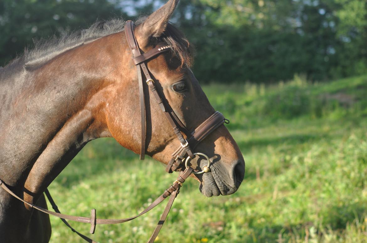 Trakehner Ikarus E billede 16