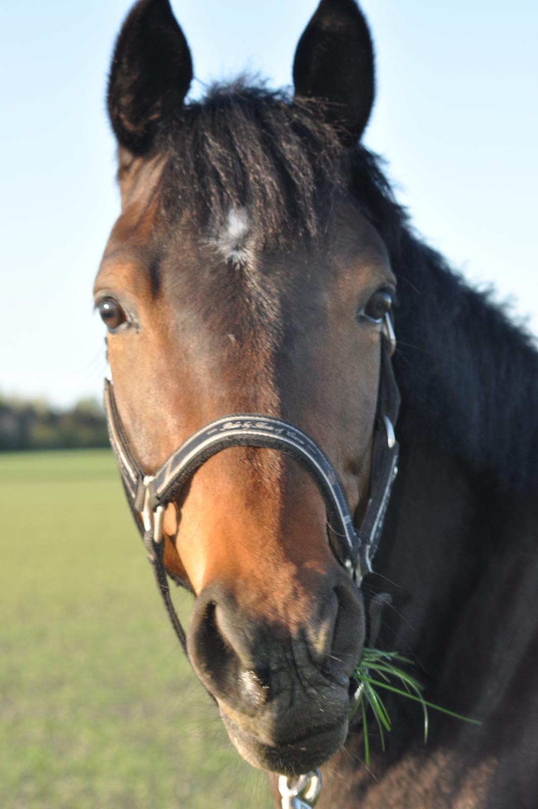 Trakehner Ikarus E billede 1