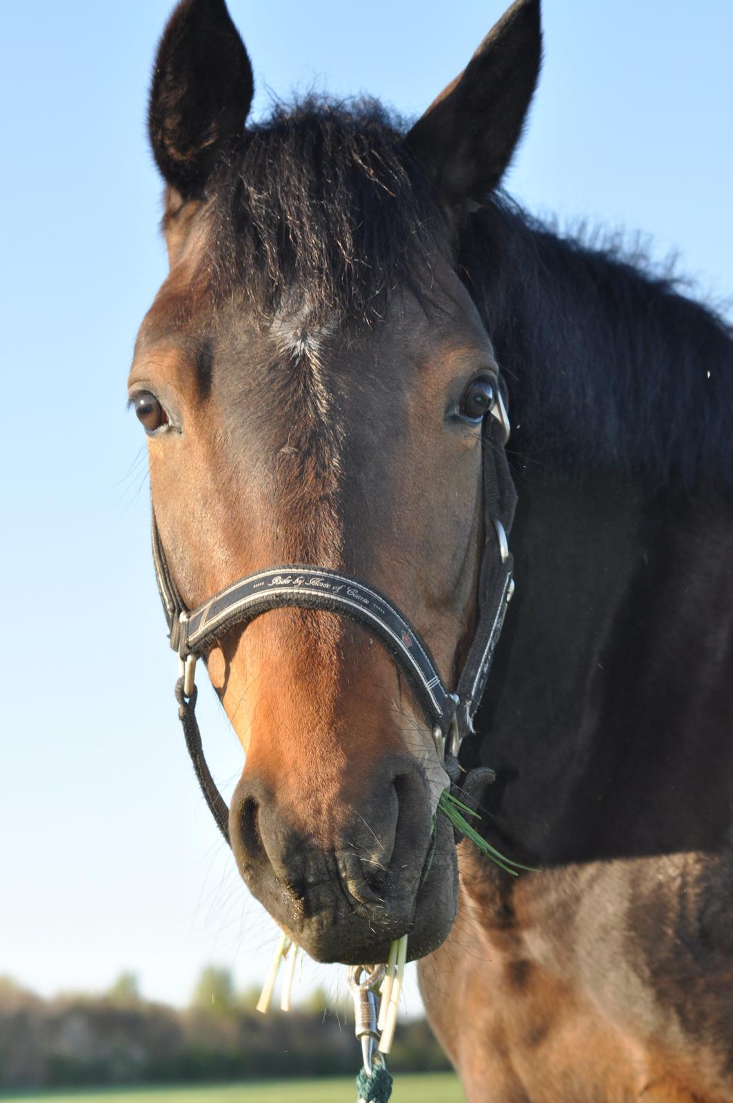 Trakehner Ikarus E billede 17