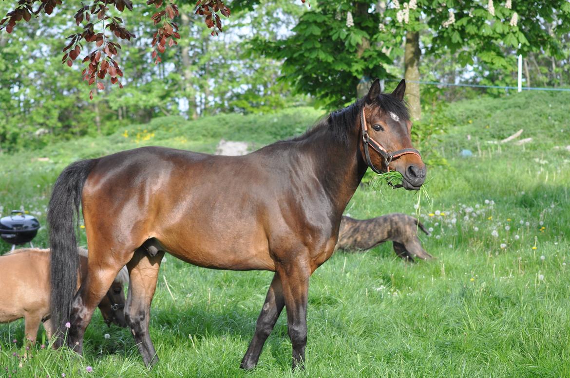 Trakehner Ikarus E billede 18