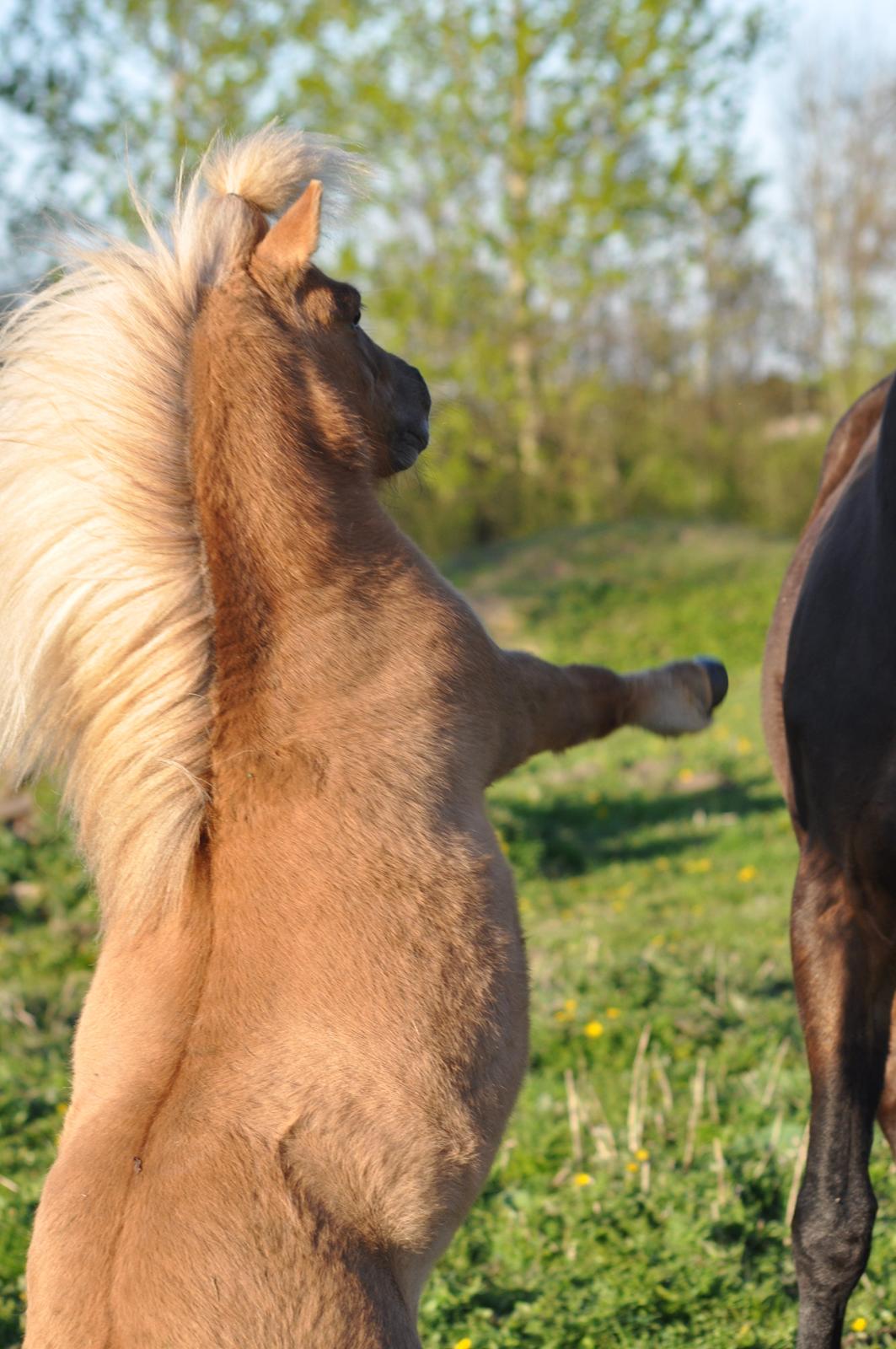 Shetlænder Leo billede 1