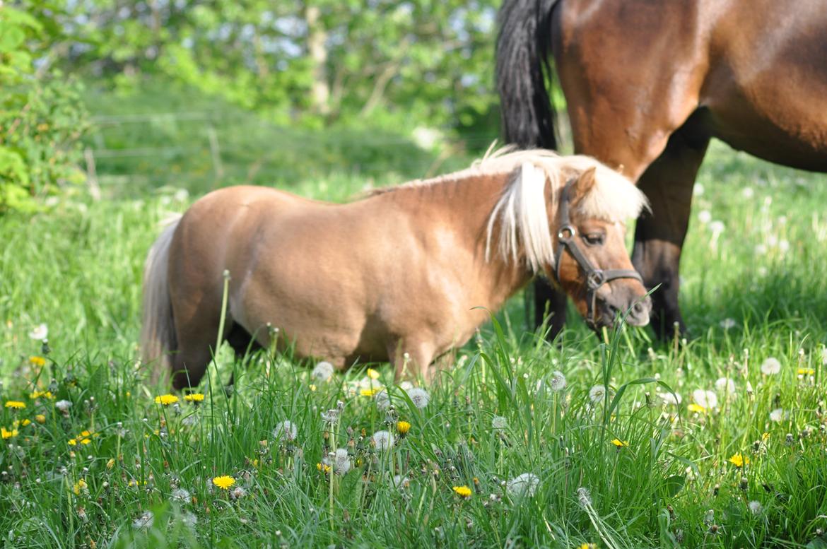 Shetlænder Leo billede 2