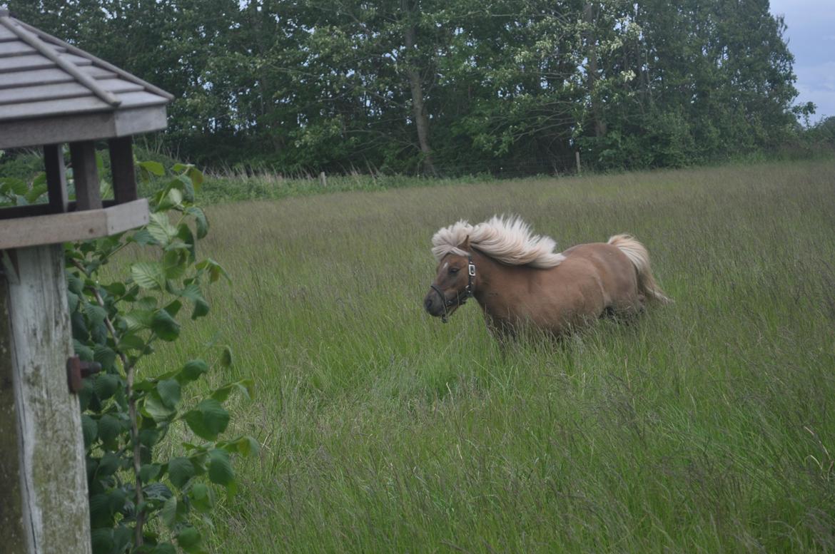 Shetlænder Leo billede 3