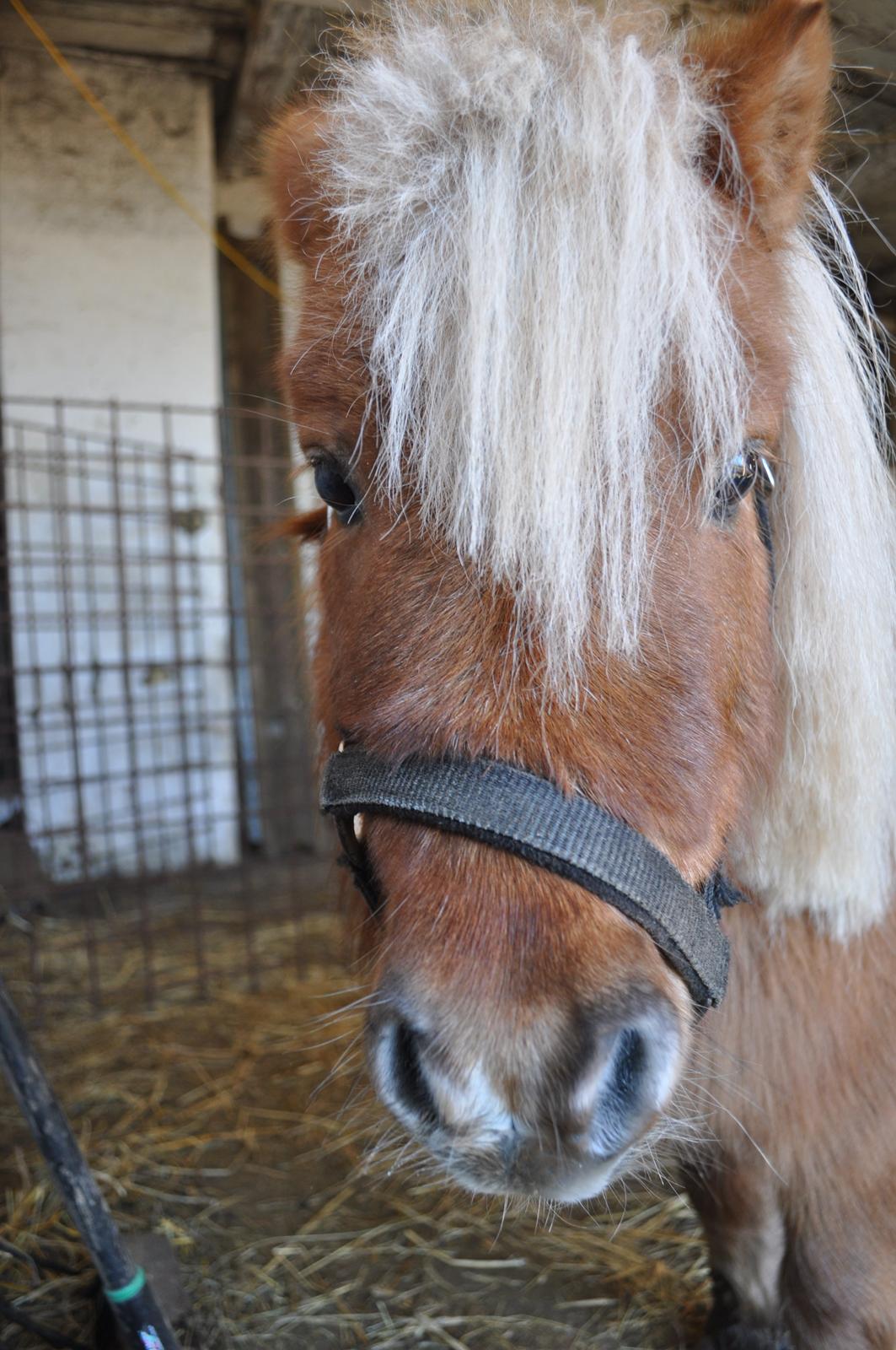 Shetlænder Leo billede 4