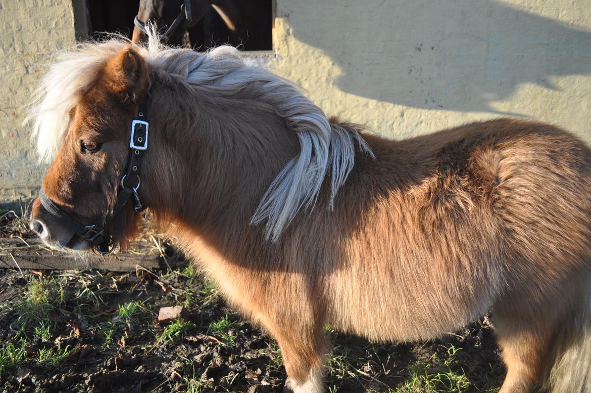 Shetlænder Leo billede 5