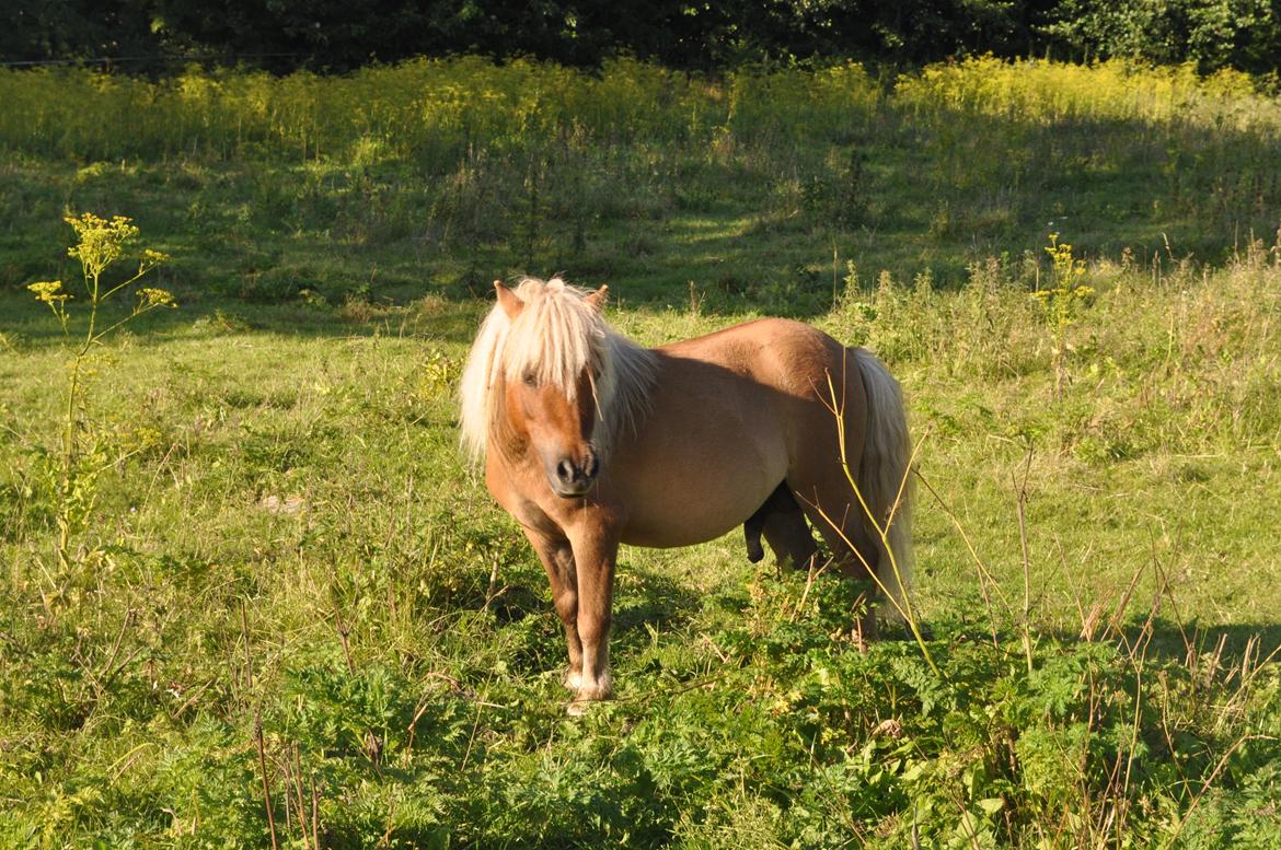 Shetlænder Leo billede 7