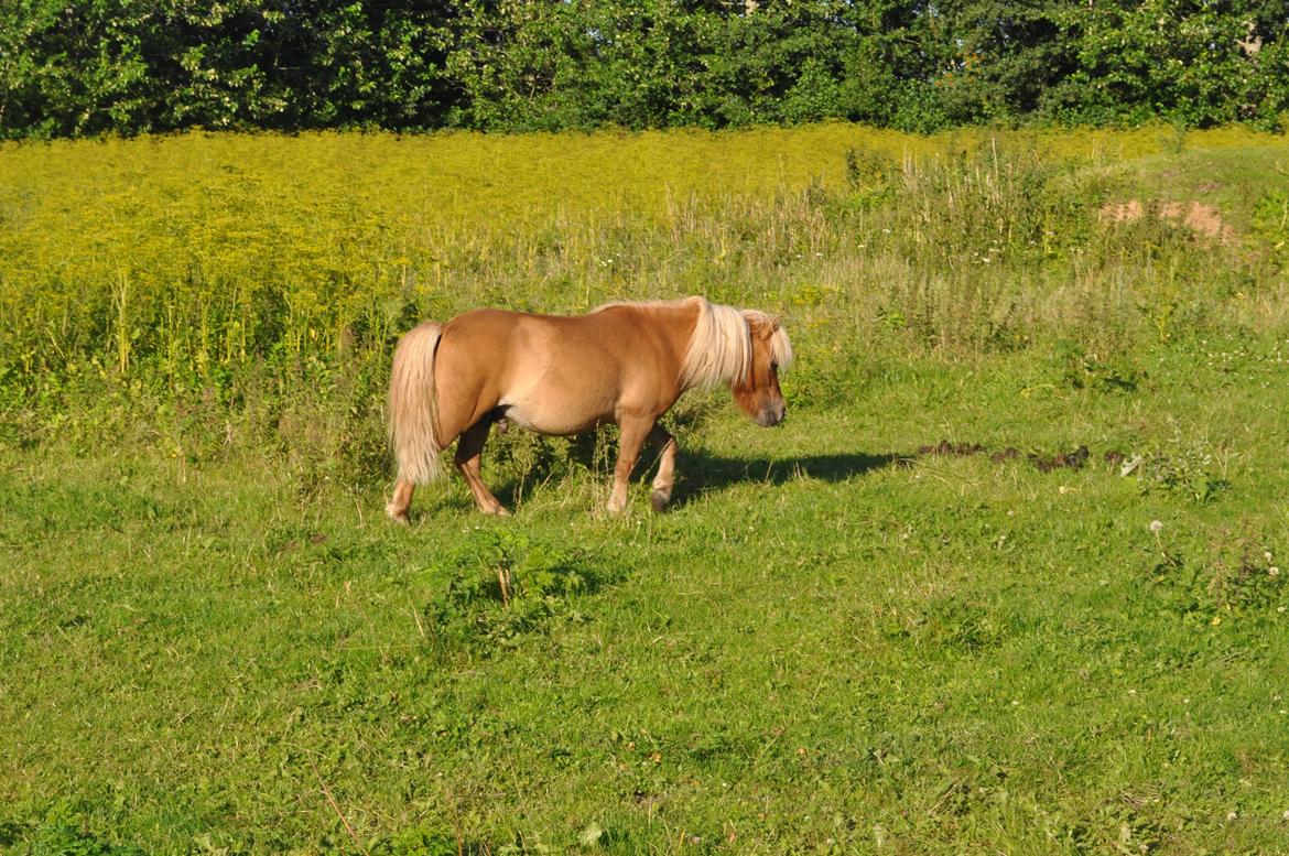 Shetlænder Leo billede 8